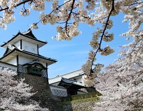 На цветение сакуры: весенние круизы по Японии