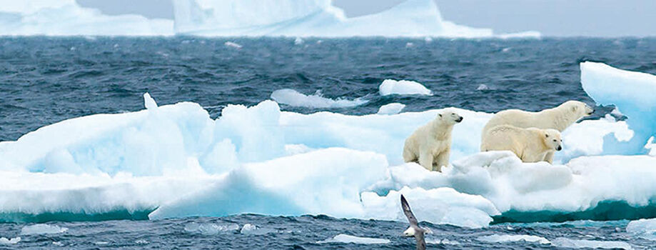 Арктический круиз - уникальная возможность увидеть белых медведей
