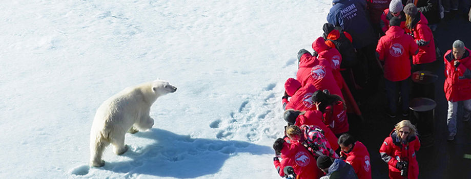 Полярный круиз - уникальная возможность увидеть белого медведя