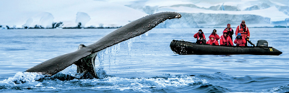 Русский круиз в Антарктиду - встреча с китом